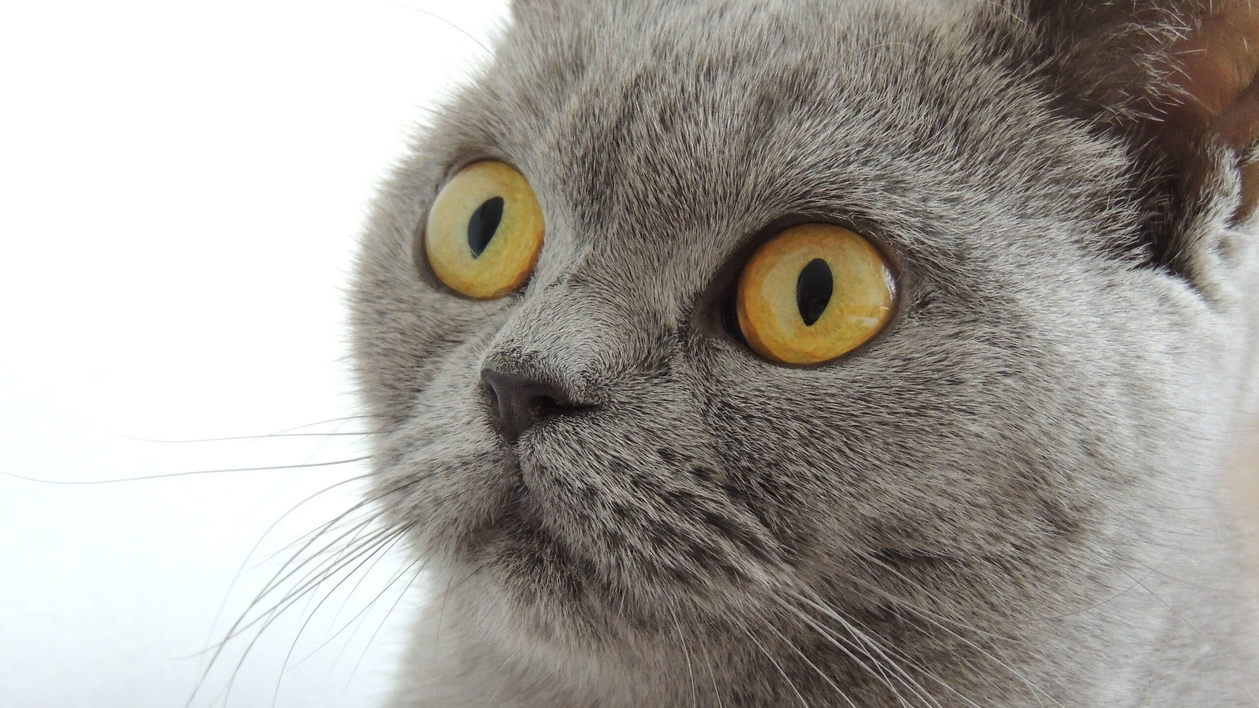 Milan Sports-全运会纪念品设计比赛面向大众征集，全运会纪念品设计比赛面向大众征集活动