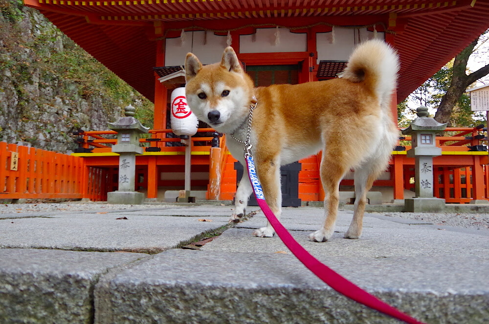 MILANSPORT下载-加拿大队赛制解析：如何通过赛制提高心理素质和抗压能力，加拿大队名单