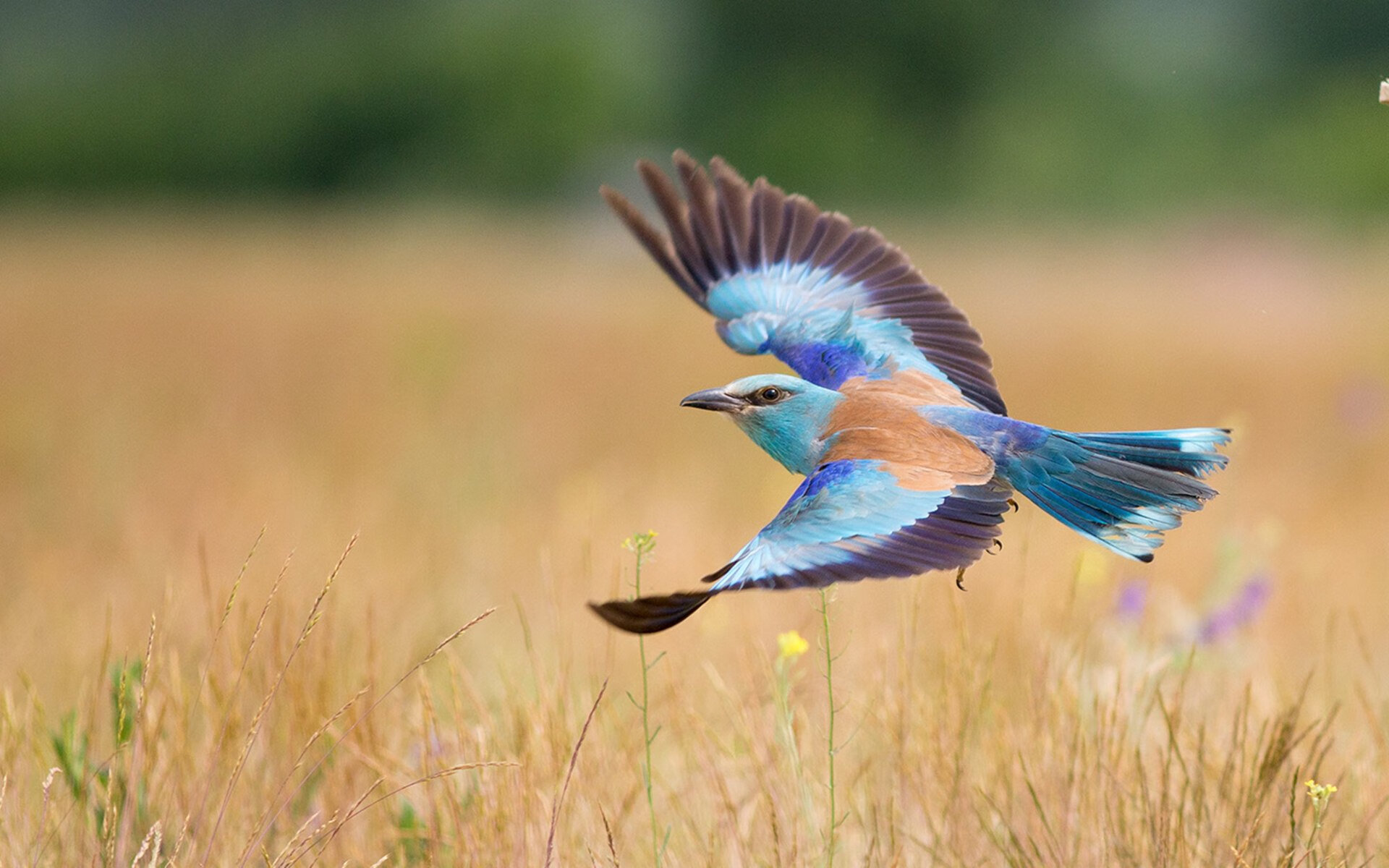 MILANSPORT入口-巴萨新人轮换激活场上年轻活力，巴萨新转会