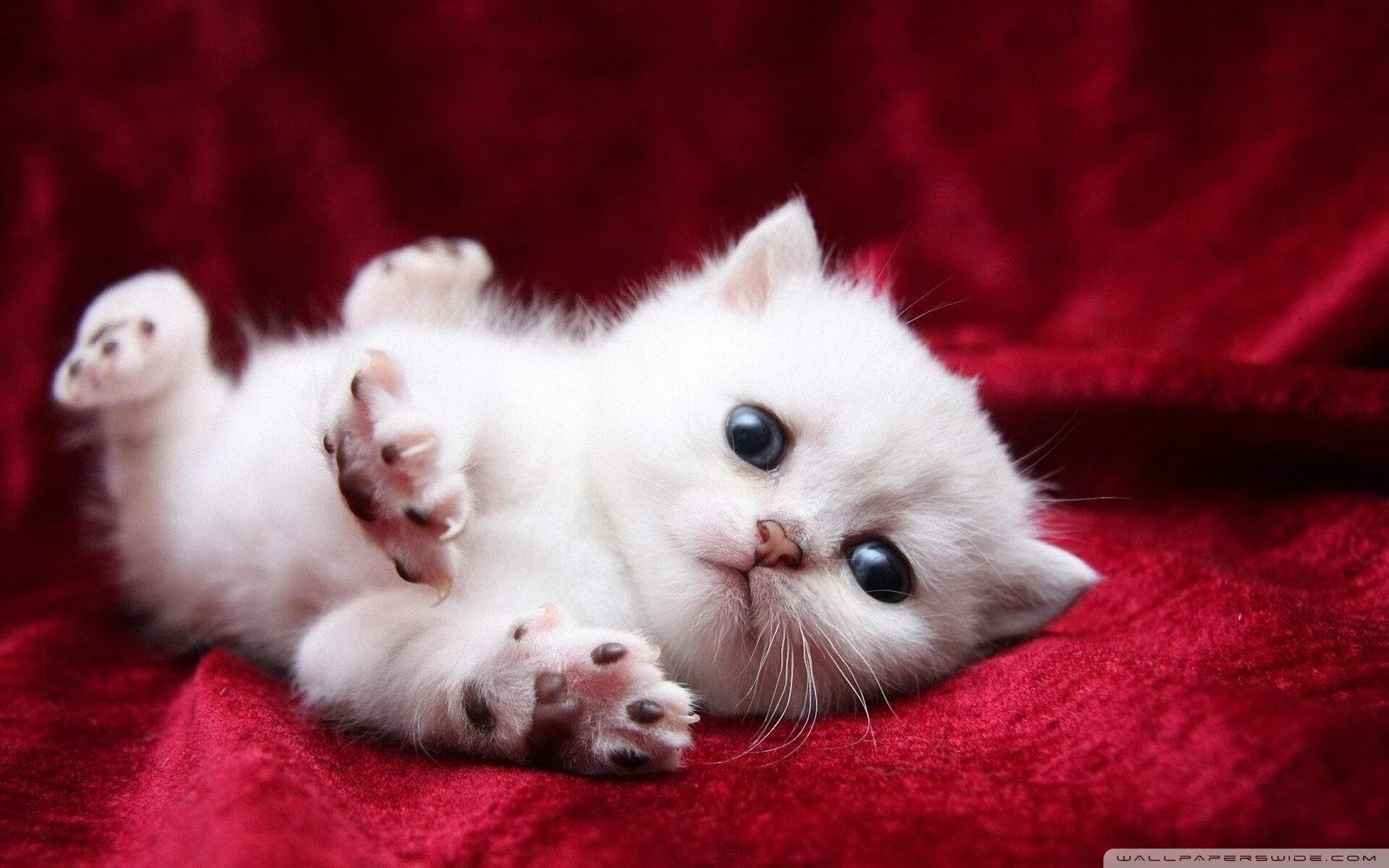 AC米兰-网球年终总决赛即将开赛 焦点战一触即发，网球年终总决赛赛制