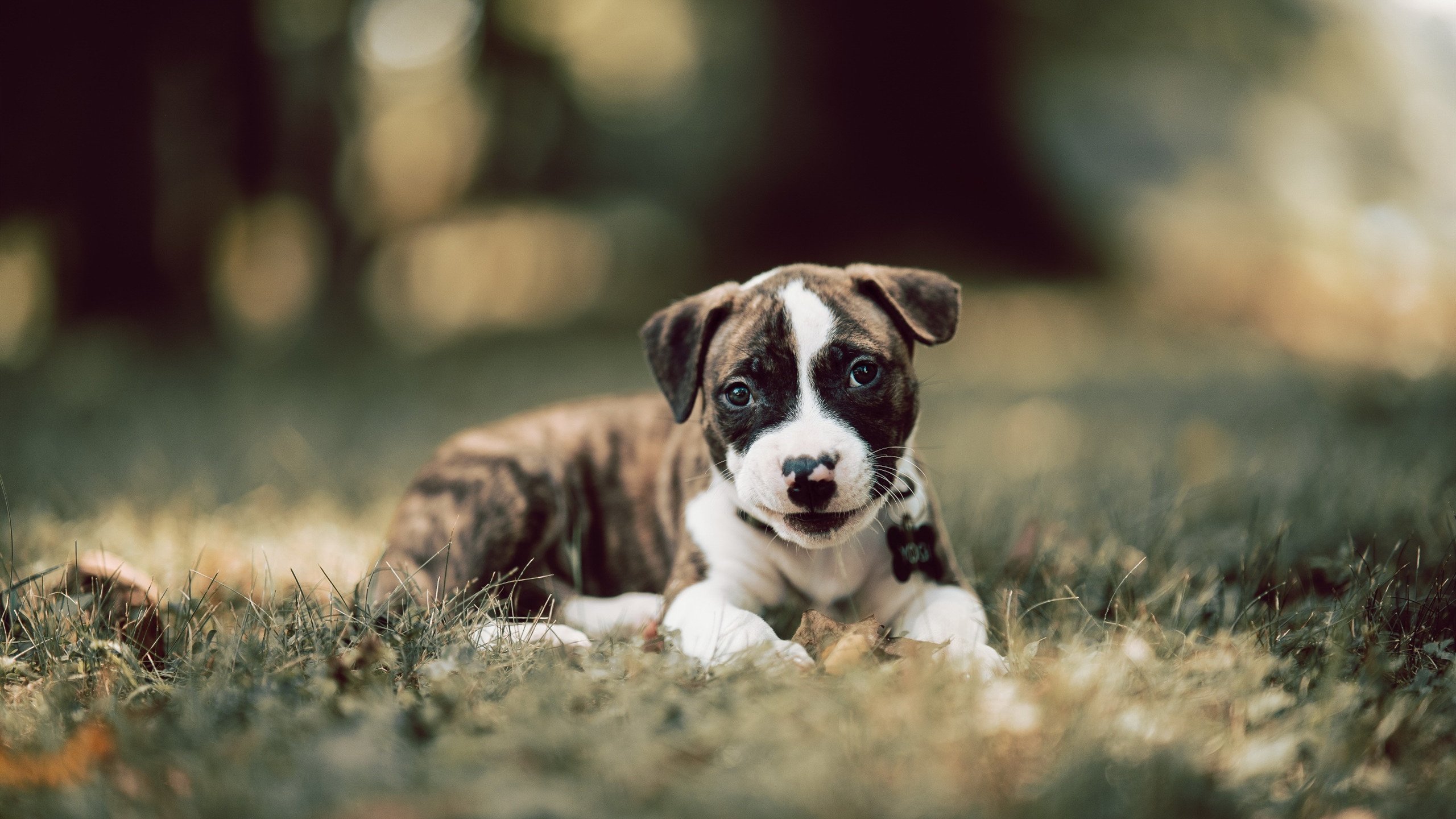 米兰体育官网-中国足球青训机构建立家长教育培训体系，中国足球青训补偿及培训费