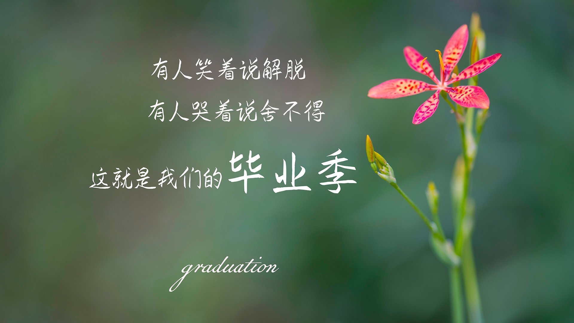 MILANSPORT入口-全黑队在比赛中的强势表现，一直是橄榄球锦标赛的焦点，全黑队服