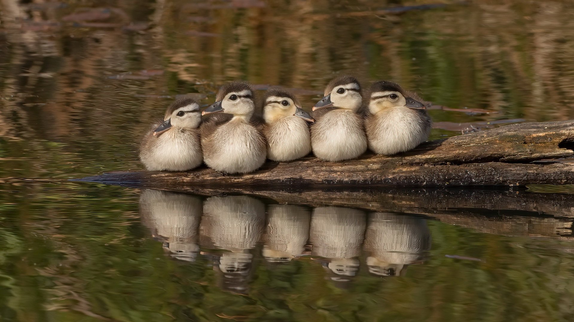 Milan Sports-塞尔·拉恩：全黑队的“速度火箭”，他总能在瞬间撕开防线