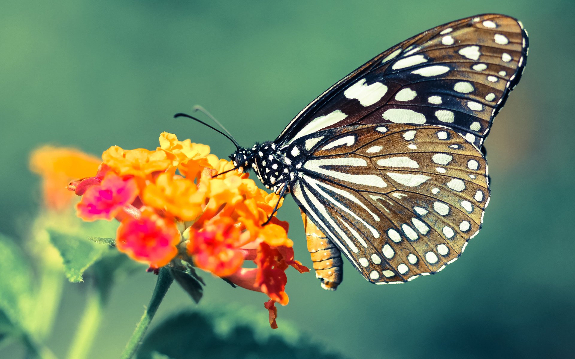 米兰体育APP-巴西队在南美预赛中领先，晋级几乎板上钉钉