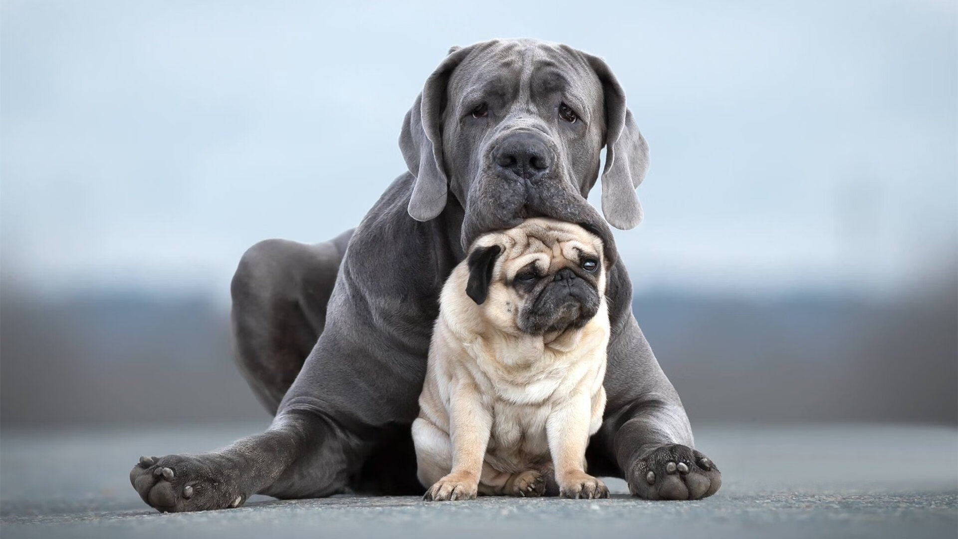 Milan Sports-恩多耶-布鲁阿尔男子200米仰泳决赛表现亮眼，男子200米仰泳全国纪录