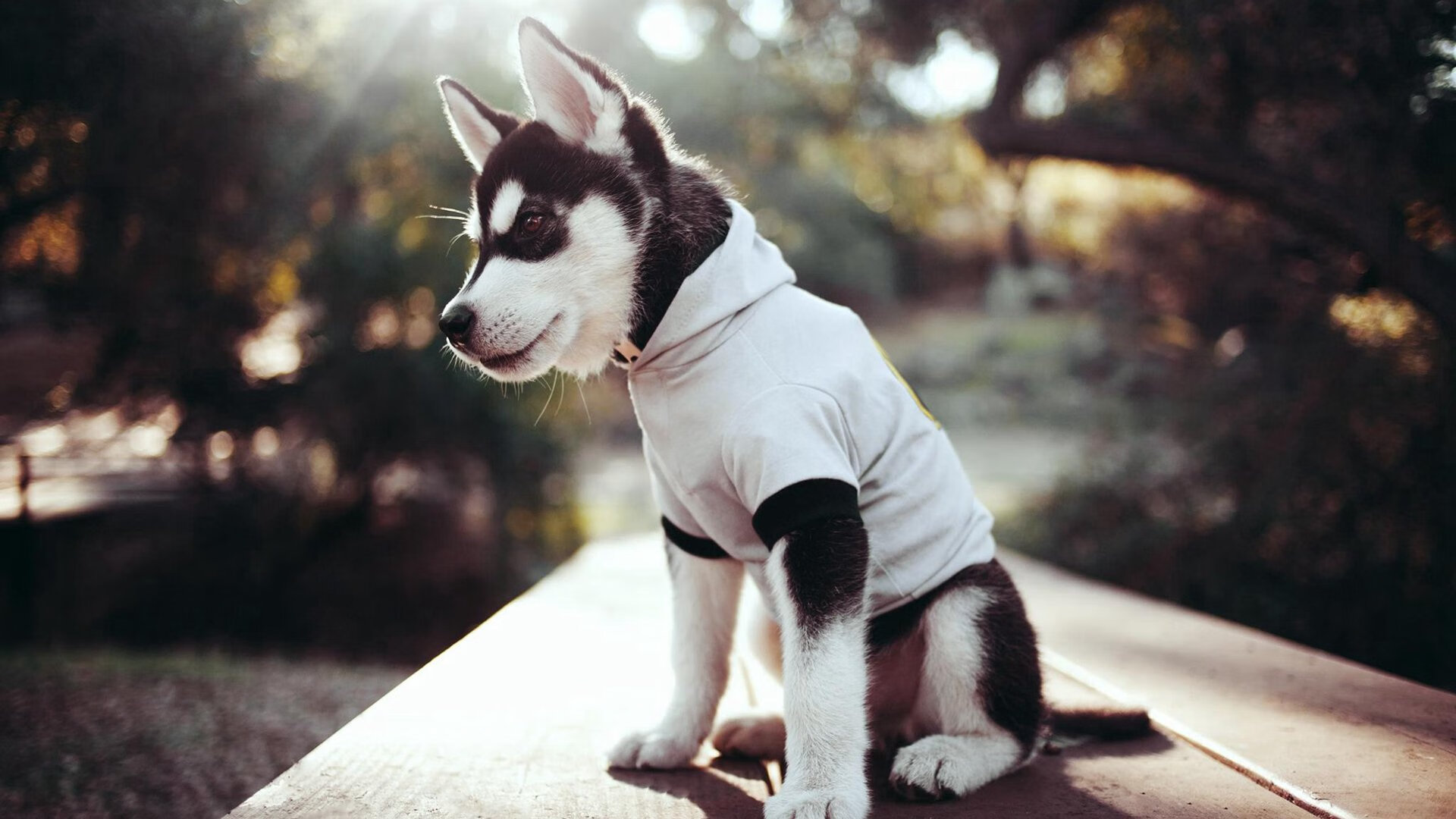 MILANSPORT下载-朱婷参与设计队服融入民族文化元素，朱婷队服号底下的一道是啥意思