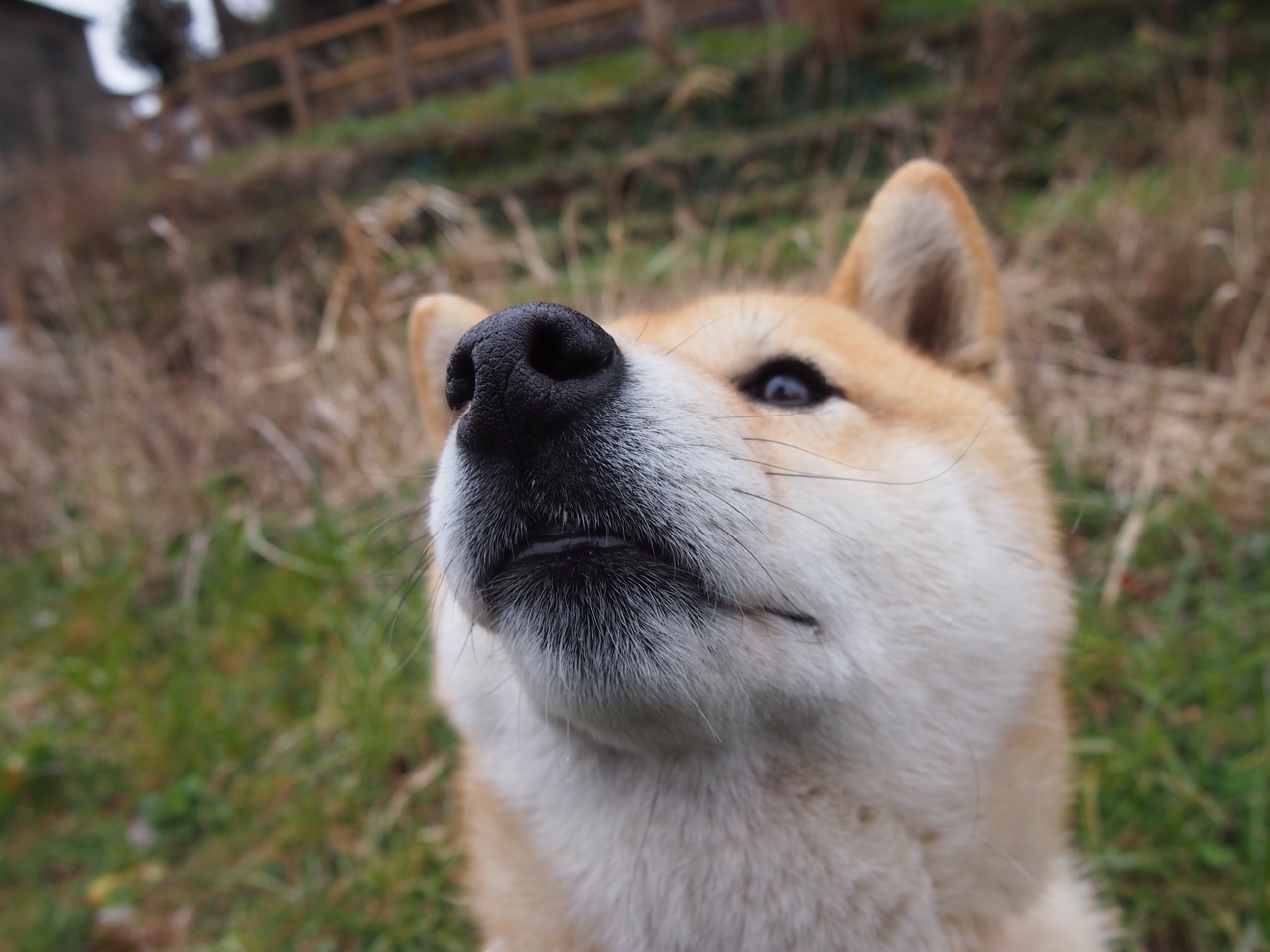 AC米兰-比利时男篮在欧洲预赛中努力拼搏，冲击奥运舞台，比利时球星欧洲杯