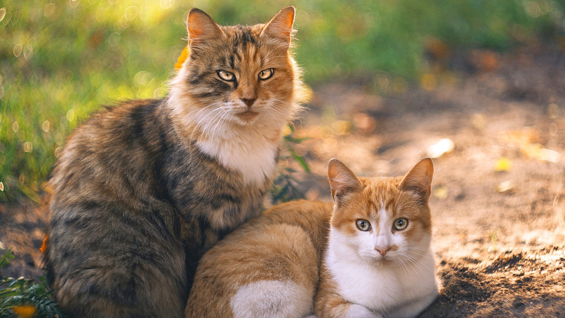 MILANSPORT下载-球队管理层召开内部会议研究近期成绩波动问题，球队管理人员