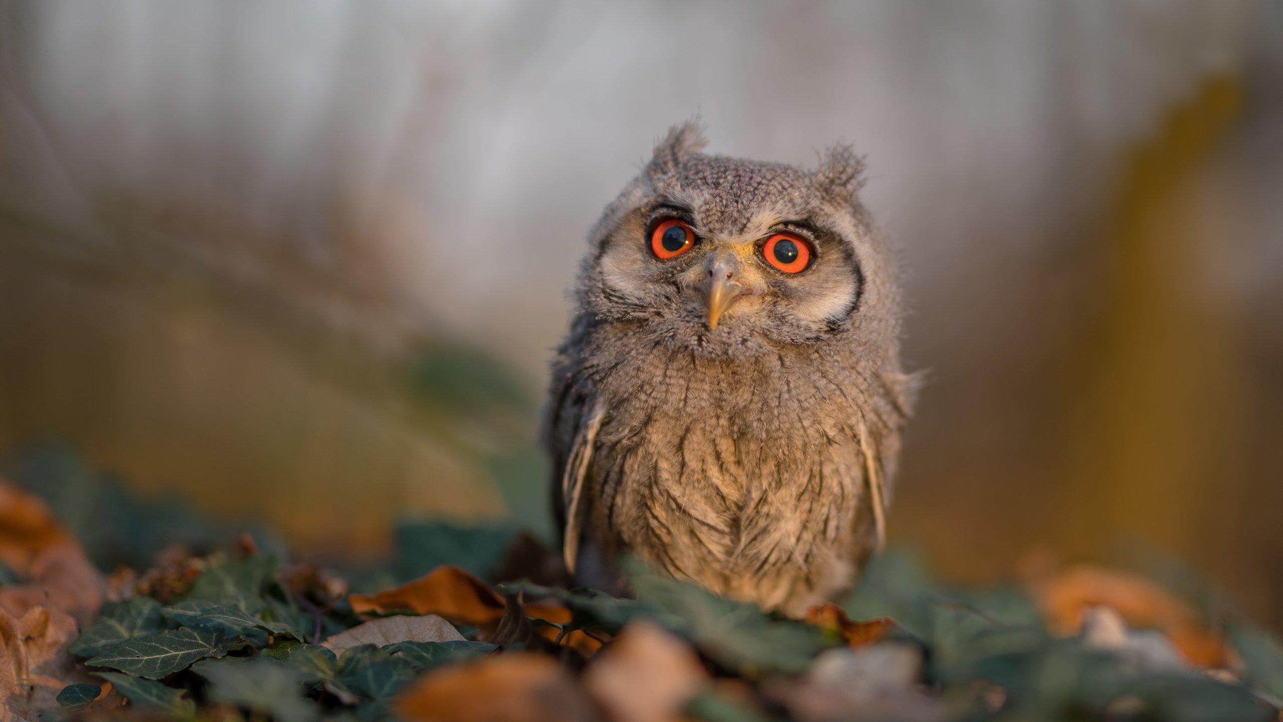 -米兰双雄战火升级，争夺意甲桂冠