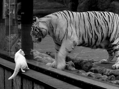 米兰体育APP-网球比赛数据可视化分析助力战术决策，网球 数据