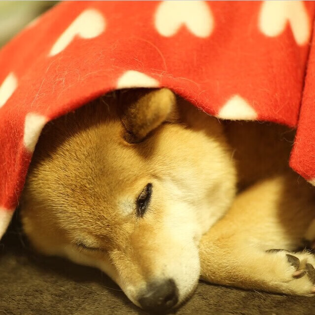 米兰登录入口-职业联赛设立球迷摄影日丰富观赛文化活动，足球赛摄影作品