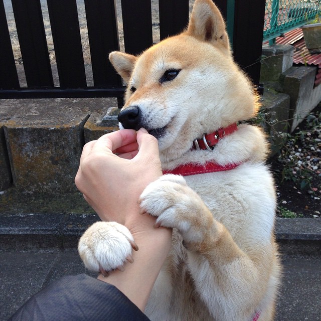 米兰体育-西亚卡姆攻防一体猛龙继续刷新纪录，西亚卡姆被指派到猛龙发展联盟球队